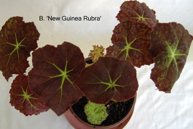 B. ‘New Guinea Rubra’